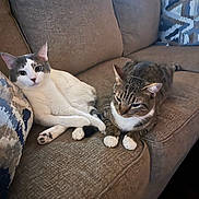Stormy And Blitz joined the competition — help win amazing prizes! cat, cats, couch, indoor, pet, feline, tabby_cat, white_cat, resting, relaxed, fur, animal, living_room, pillow, cozy, home, companion, cute, two_cats, domestic_animal
