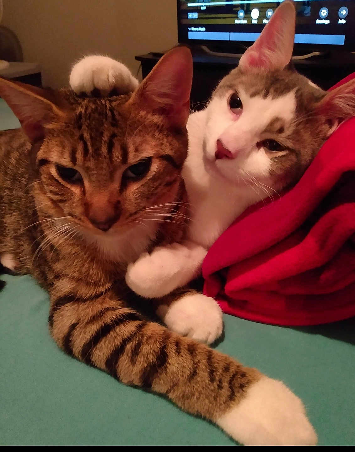 Stormy And Blitz joined the competition — help win amazing prizes! cat, cats, feline, pet, pets, tabby_cat, white_cat, paw, snuggling, cozy, blanket, indoor, closeup, relaxed, cute, animal, friendship, resting, ears, whiskers