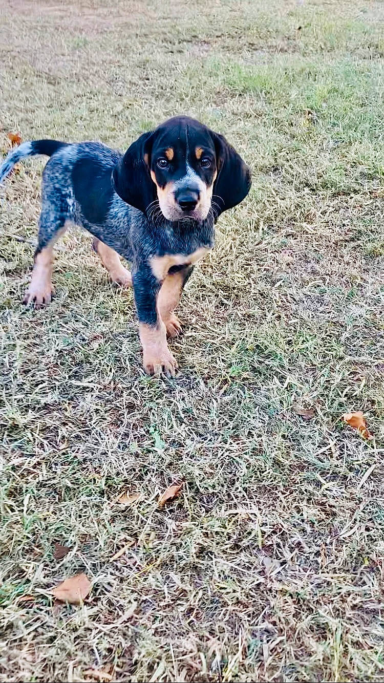 Diesel joined the competition — help win amazing prizes! ball, canidae, carnivore, companion_dog, dog, dog_breed, electric_blue, fawn, grass, groundcover, hound, plant, puppy, scent_hound, snout, soil, sporting_group, tail, terrestrial_animal, working_dog