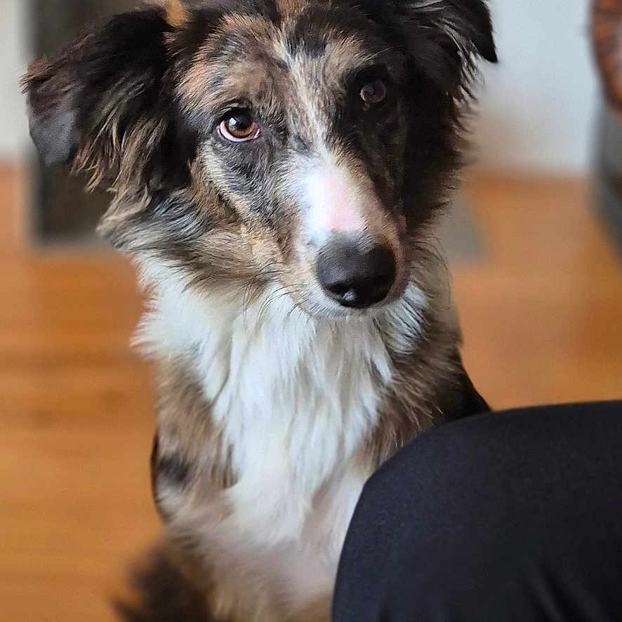 Vickie participe au concours pour gagner de l'argent avec cette photo : animal, black, blurred_background, brown, canine, companion, curious, dog, domestic, ears, floor, fur, head_tilt, indoor, looking, mammal, pet, portrait, white, wooden_floor