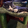 Boots is registered to the contest to win money with this photo: cat, sleeping_cat, feline, pet, cat_tree, hammock, paw, whiskers, gray_and_white, cozy, indoor, furniture, carpet, plush, slipper, relaxed, nap, close_up, domestic_animal, portrait