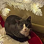 cat, gray_cat, white_markings, pet, feline, christmas_tree, white_tree, tree_branch, string_lights, tree_skirt, red_fabric, indoor, cozy, whiskers, looking_at_camera, sitting, close_up, fur, wood_floor, wall