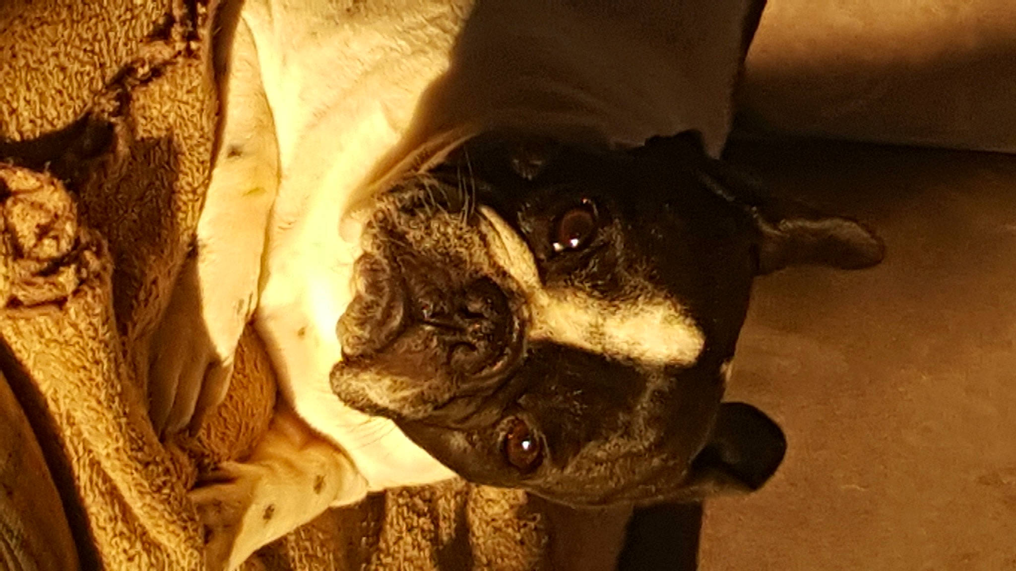 Mya participe au concours pour gagner de l'argent avec cette photo : boston_terrier, canidae, carnivore, companion_dog, dog, dog_breed, fawn, french_bulldog, non_sporting_group, pug, puppy, snout, toy_dog