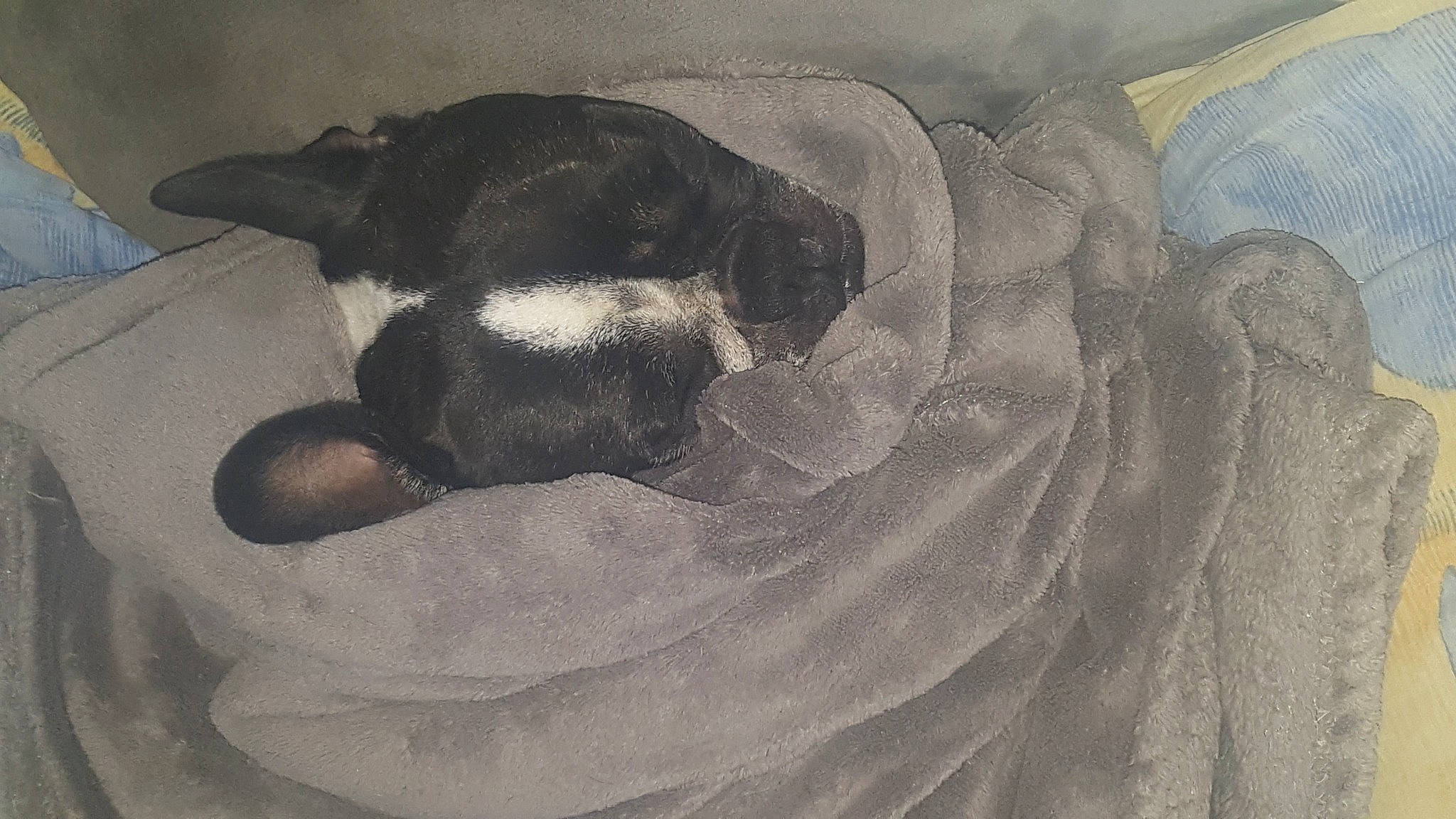 Mya participe au concours pour gagner de l'argent avec cette photo : boston_terrier, canidae, carnivore, dog_breed, nap, non_sporting_group, painting, puppy, sleep, snout, still_life