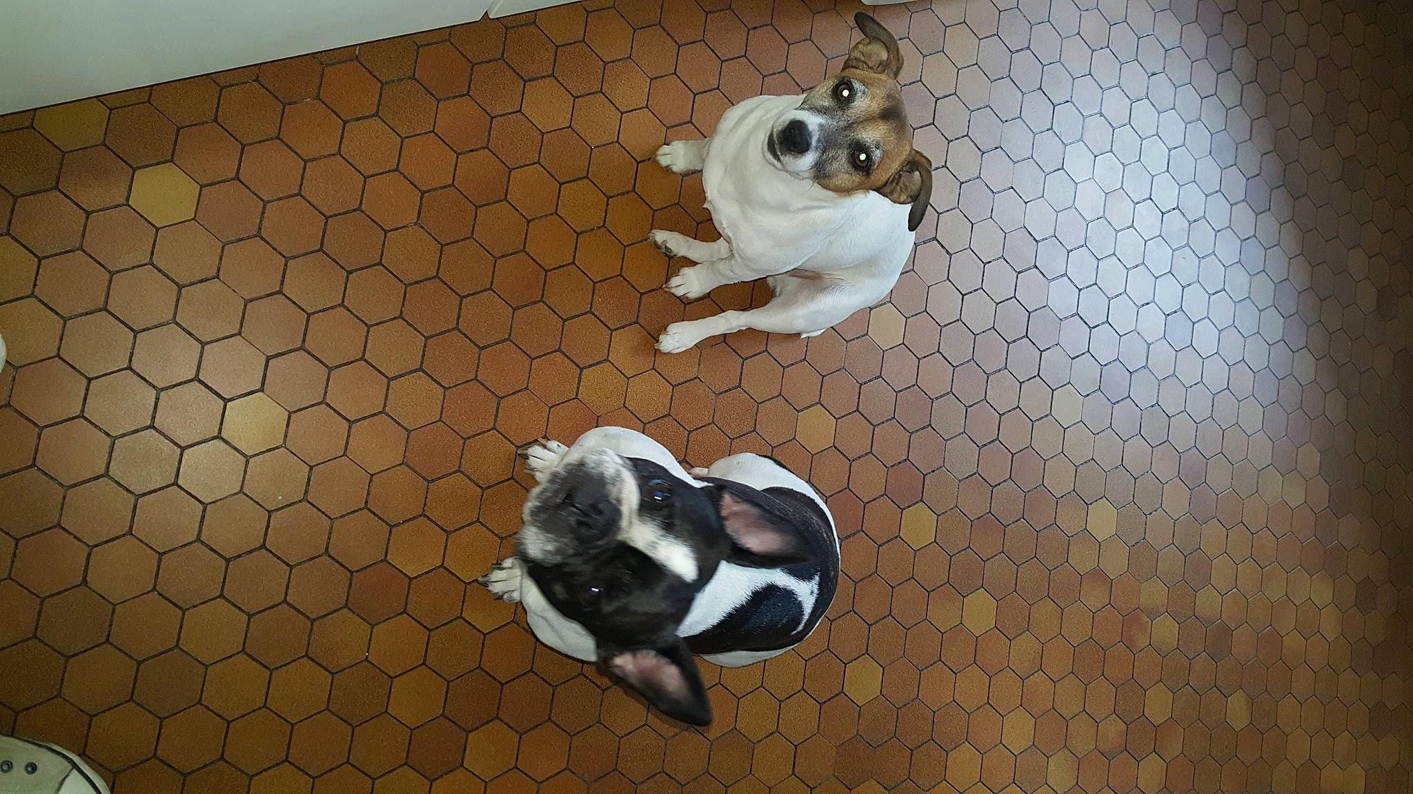 Iona a rejoint le concours — aidez-le/la à gagner de superbes lots ! boston_terrier, canidae, carnivore, companion_dog, dog, dog_breed, fawn, french_bulldog, non_sporting_group, paw, puppy, shih_tzu, tail, toy_dog