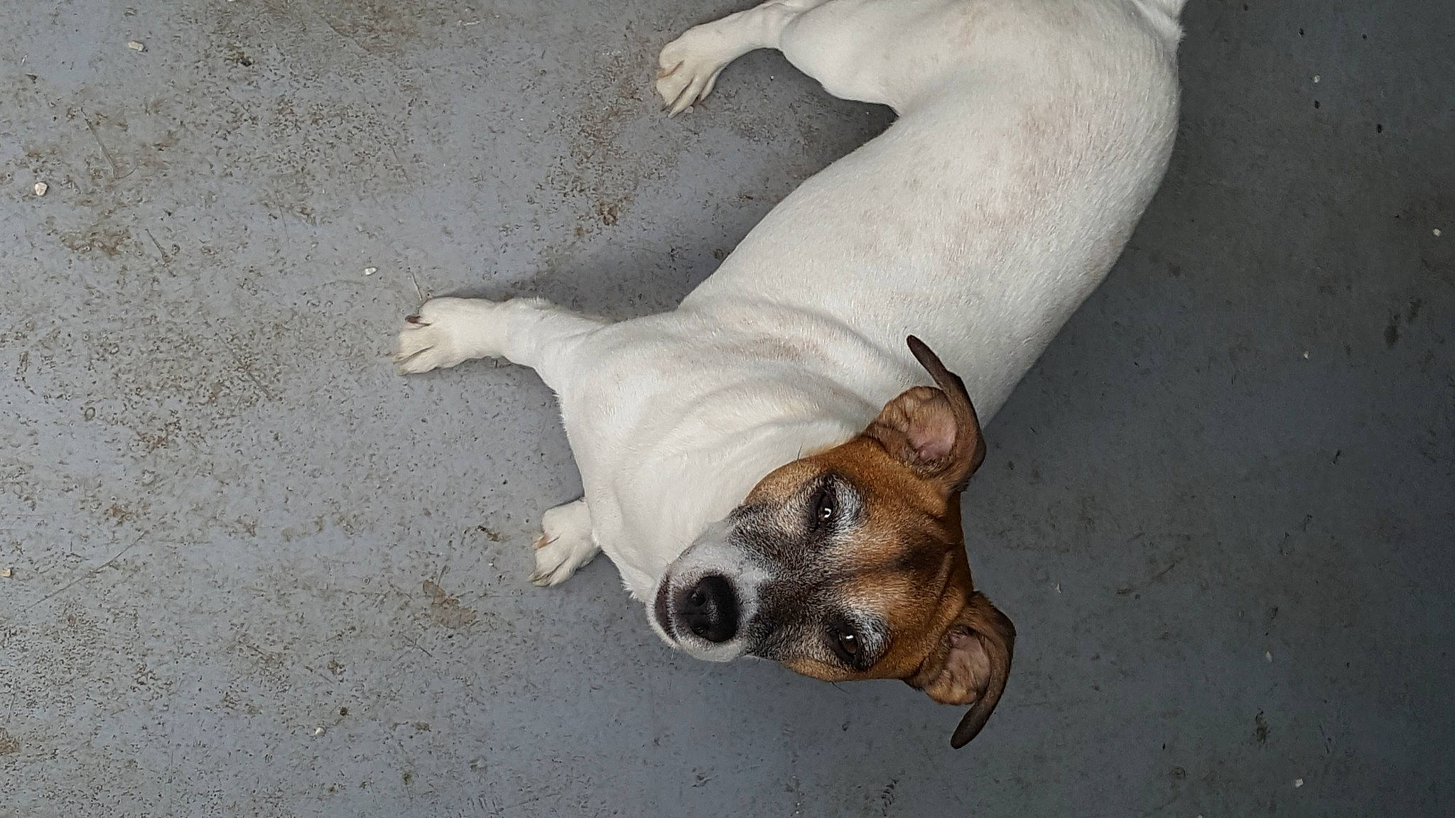 Iona a rejoint le concours — aidez-le/la à gagner de superbes lots ! canidae, carnivore, companion_dog, dog, dog_breed, fawn, feist, jack_russell_terrier, parson_russell_terrier, paw, puppy, russell_terrier, snout, street_dog, tail, terrier