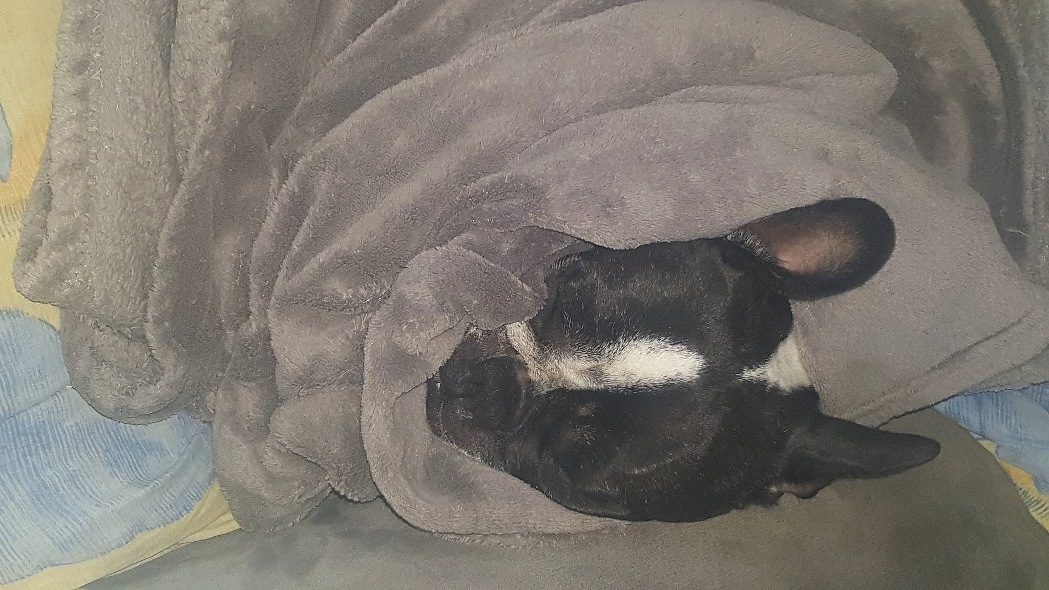 Iona participe au concours pour gagner de l'argent avec cette photo : art, canidae, drawing, fawn, non_sporting_group, painting, snout, still_life, visual_arts