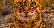 Cheddar is registered to the contest to win money with this photo: cat, desert, rock, cactus, mountain, close_up, animal, wildlife, sunlight, outdoor, nature, feline, green_eyes, fur, whiskers, portrait, sitting, scenery, arid, landscape