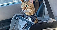 Cheddar joined the competition — help win amazing prizes! alert, animal, car_interior, car_seat, cat, domestic_cat, fabric, feline, green_eyes, looking, mesh, pet, pet_carrier, seat, seatbelt, sunlight, tabby_cat, transport, travel, window