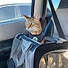 cat, tabby_cat, pet_carrier, car_interior, seatbelt, window, sunlight, green_eyes, animal, pet, feline, travel, car_seat, mesh, fabric, seat, looking, alert, domestic_cat, transport