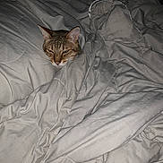 Cheddar joined the competition — help win amazing prizes! cat, blanket, bed, sleeping, cozy, fur, indoor, pet, animal, resting, gray, comfort, cute, domestic, feline, head, mammal, nap, pillow, quiet