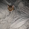 cat, blanket, bed, sleeping, cozy, fur, indoor, pet, animal, resting, gray, comfort, cute, domestic, feline, head, mammal, nap, pillow, quiet