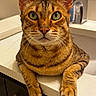 cat, tabby, pet, feline, indoor, bathroom, counter, green_eyes, whiskers, ears, fur, curious, relaxed, domestic_animal, closeup, portrait, animal, mammal, cute, household
