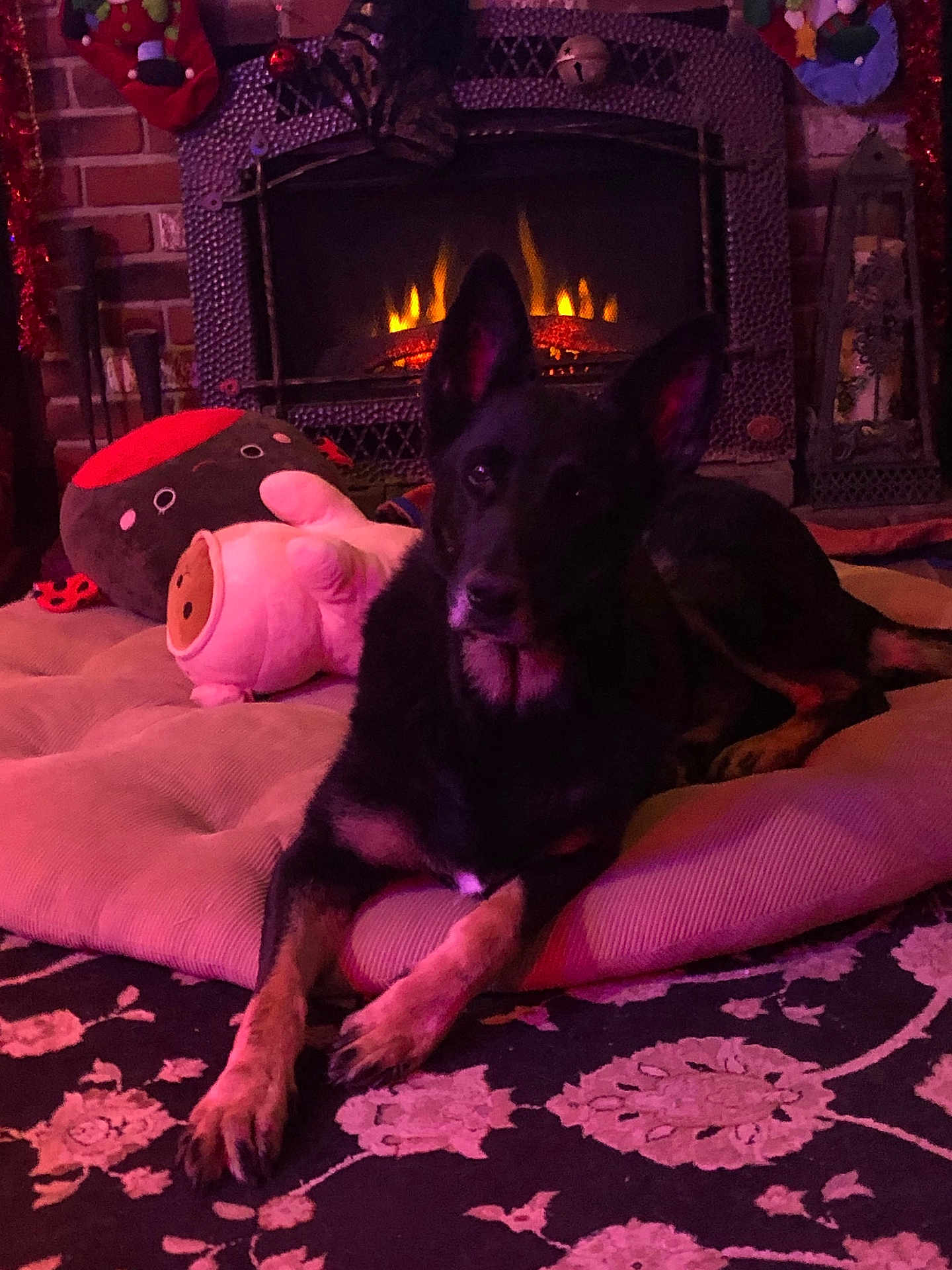 Nikko joined the competition — help win amazing prizes! blanket, brick_wall, christmas_stocking, cozy, cushion, decorations, dog, ears, fireplace, flames, home_interior, indoor, lantern, paws, pet_bed, plush_toy, portrait, rug, toy, warmth