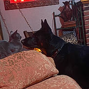 Nikko is registered to the contest to win money with this photo: animal_interaction, black_dog, brick_wall, cat, chain, couch, decorative_frame, dog, gray_cat, indoor, lamp, leopard_print, living_room, mirror, pet, pillow, relaxing, shelf, upholstery, wall