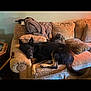 Nikko is registered to the contest to win money with this photo: black_dog, blanket, companion, couch, cozy, curly_dog, cushion, dog, fur, furniture, home, indoor, large_dog, laying, living_room, pet, pillow, relaxed, resting, small_dog
