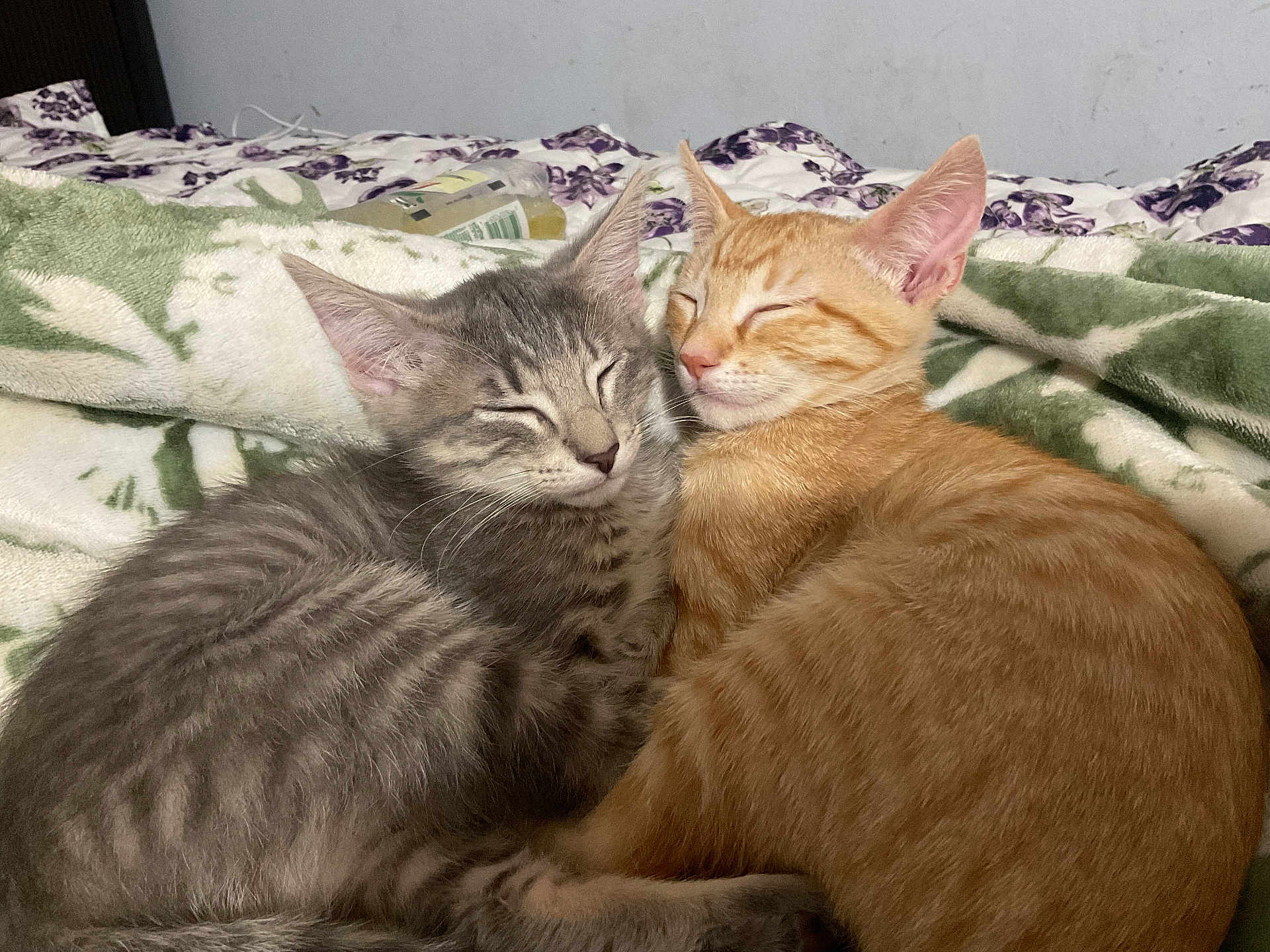 Panchito is registered to the contest to win money with this photo: cat, kitten, sleeping, snuggling, gray_cat, orange_cat, fur, pet, animal, bed, blanket, cozy, cute, domestic_cat, resting, indoor, closeup, friendship, companion, peaceful