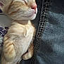 Panchito is registered to the contest to win money with this photo: kitten, sleeping, orange_tabby, fur, whiskers, paw, denim, fabric, closeup, cute, pet, animal, resting, cozy, soft, young, small, indoor, peaceful, adorable