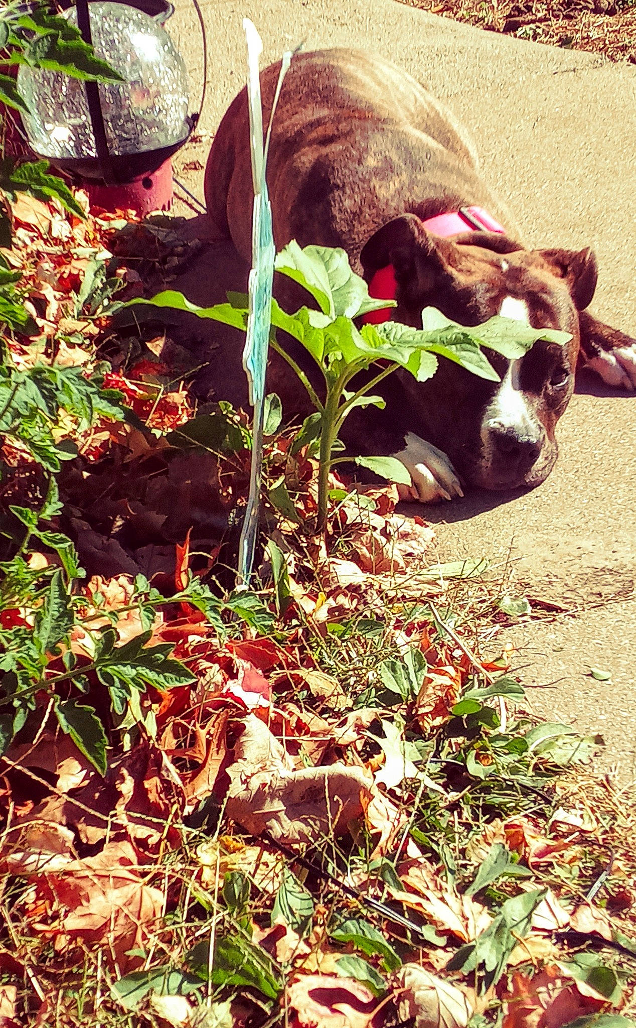 Bestat joined the competition — help win amazing prizes! adaptation, canidae, fawn, flower, grass, leaf, plant, snout, soil