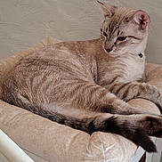 Steve a rejoint le concours — aidez-le/la à gagner de superbes lots ! animal, bell, cat, chair, collar, cream_fur, cushion, feline, home, indoor, lounging, paws, pet, portrait, relaxed, sitting, striped_fur, tabby, tail, textured_wall