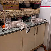 Steve Et Saline a rejoint le concours — aidez-le/la à gagner de superbes lots ! cat, cats, countertop, kitchen, shelf, fringe, fabric, plunger, cabinet, tile_floor, domestic, pet, relaxed, indoor, feline, resting, animal, household, collar, chart