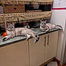 cat, cats, countertop, kitchen, shelf, fringe, fabric, plunger, cabinet, tile_floor, domestic, pet, relaxed, indoor, feline, resting, animal, household, collar, chart