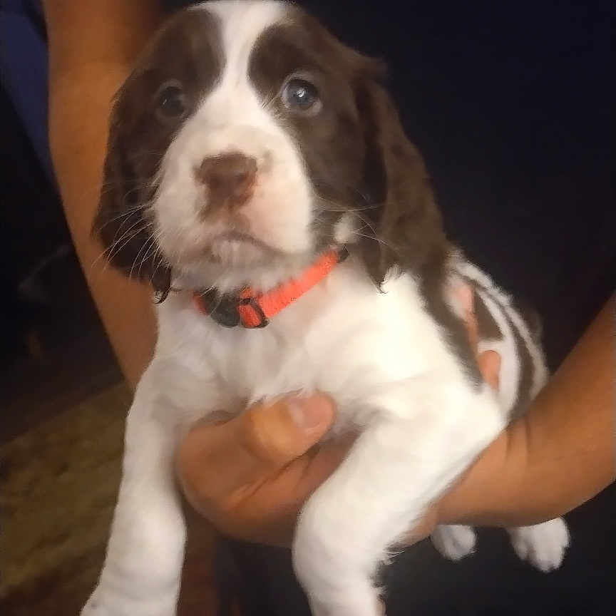 Bella joined the competition — help win amazing prizes! adorable, animal, brown_and_white, collar, cute, dog, domestic_animal, face, fur, hands, held, indoor, looking, mammal, person, pet, portrait, puppy, small, young_dog