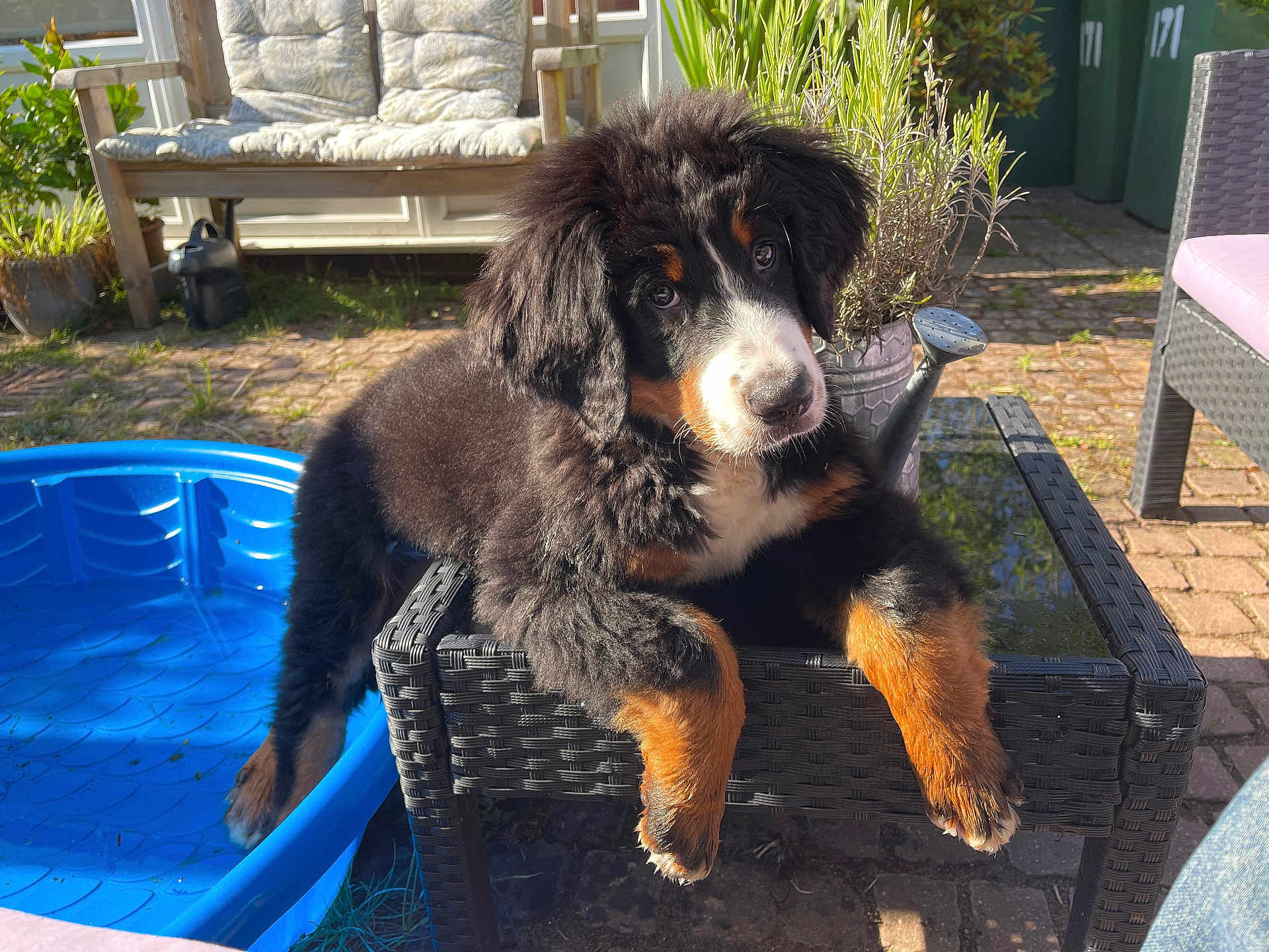 Bilbo