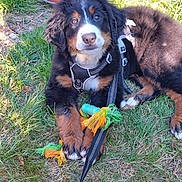Bilbo joined the competition — help win amazing prizes! animal, bernese_mountain_dog, black_fur, brown_fur, cute, dog, ears, garden, grass, leash, nose, outdoor, paws, pet, pot, puppy, rope_toy, sunlight, toy, white_fur