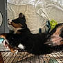 Bilbo is registered to the contest to win money with this photo: animal, bernese_mountain_dog, black_fur, brown_fur, cage, chew_toy, crate, dog, fur, indoor, napping, pet, puppy, relaxed, resting, sleeping, tennis_ball, towel, toy, white_fur