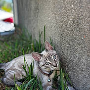 Yuki a rejoint le concours — aidez-le/la à gagner de superbes lots ! cat, kitten, blue_eyes, tabby, collar, bell, grass, outdoor, garden, wall, concrete, animal, pet, lying_down, portrait, close_up, whiskers, ears, nature, daylight