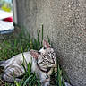 cat, kitten, blue_eyes, tabby, collar, bell, grass, outdoor, garden, wall, concrete, animal, pet, lying_down, portrait, close_up, whiskers, ears, nature, daylight