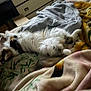 cat, fluffy, bed, blanket, sleeping, relaxed, indoor, pet, feline, cozy, fur, animal, resting, soft, comfort, domestic, cute, home, nap, mammal