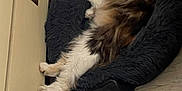 Sweety a rejoint le concours — aidez-le/la à gagner de superbes lots ! cat, pet_bed, furniture, indoor, fluffy, relaxed, animal, sleeping, cozy, fur, resting, home, floor, corner, domestic, cute, paw, mammal, feline, laying_down