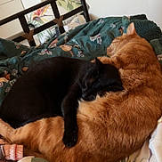 Rourou participe au concours pour gagner de l'argent avec cette photo : cat, black_cat, orange_cat, bed, blanket, cuddle, sleeping, feline, pet, animal, cozy, resting, indoor, domestic, fur, cute, comfort, friendship, warm, relaxation