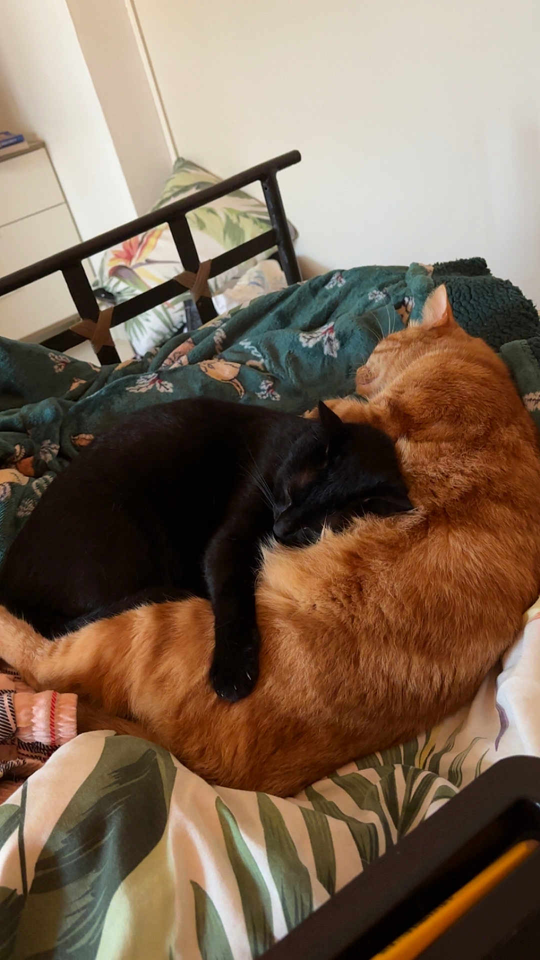 Rourou participe au concours pour gagner de l'argent avec cette photo : cat, black_cat, orange_cat, bed, blanket, cuddle, sleeping, feline, pet, animal, cozy, resting, indoor, domestic, fur, cute, comfort, friendship, warm, relaxation