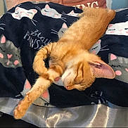 Ginger is registered to the contest to win money with this photo: kitten, orange_tabby, sleeping, cat, blanket, cute, cozy, feline, pet, resting, paw, fur, indoor, relaxed, animal, soft, domestic_cat, comfort, nap, young_cat