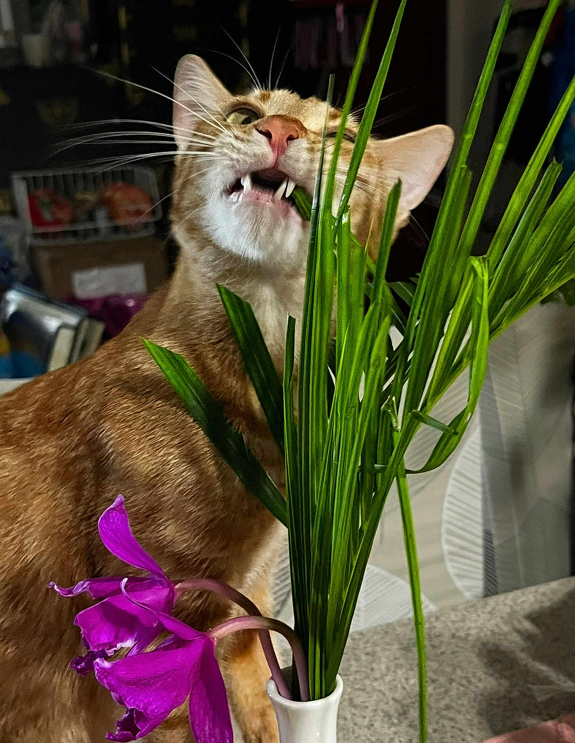 Ginger