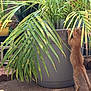 Ginger is registered to the contest to win money with this photo: kitten, cat, plant, potted_plant, outdoor, garden, greenery, curious, stretching, orange_cat, pet, nature, leaf, young_cat, animal, playful, sunlight, container, floor, feline