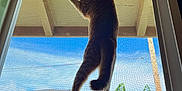 Ginger is registered to the contest to win money with this photo: cat, window, screen, outdoor, sky, greenery, curious, pet, animal, hind_legs, house, daylight, feline, looking, climbing, tail, ears, whiskers, window_frame, nature