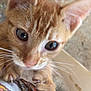 Ginger is registered to the contest to win money with this photo: kitten, cat, orange_cat, close_up, claws, whiskers, curious, pet, animal, feline, young, cute, paw, fur, indoor, texture, fabric, climbing, playful, eyes