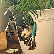 Baby is registered to the contest to win money with this photo: cat, plant_pot, broken_pot, soil, green_leaves, indoor_plant, curious_cat, animal, pet, nature, container_garden, houseplant, floor, plate, home, domestic, rusty_tool, shaded, quiet, cozy