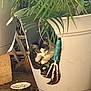 cat, plant_pot, broken_pot, soil, green_leaves, indoor_plant, curious_cat, animal, pet, nature, container_garden, houseplant, floor, plate, home, domestic, rusty_tool, shaded, quiet, cozy
