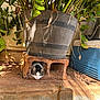 cat, plant, flower_pot, brick, outdoor, sunlight, shadow, cooler, concrete_floor, green_leaves, resting, sleeping, nature, pet, animal, daylight, relaxation, small_space, home_garden, shade