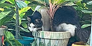 Baby is registered to the contest to win money with this photo: cat, plant, potted_plant, greenery, outdoor, curious, animal, nature, garden, leaf, pot, feline, pet, hiding, foliage, home_garden, shrub, domestic_animal, whiskers, curiosity