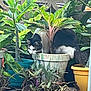 cat, plant, potted_plant, greenery, outdoor, curious, animal, nature, garden, leaf, pot, feline, pet, hiding, foliage, home_garden, shrub, domestic_animal, whiskers, curiosity