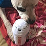 Marley Love joined the competition — help win amazing prizes! dog, toy, plush, dunkin, blanket, red, pink, floral_pattern, paw, pet, animal, indoor, closeup, cute, playful, resting, canine, soft_toy, bed, cozy