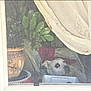 Marley Love is registered to the contest to win money with this photo: dog, window, screen, plant, pot, cushion, indoor, curious, pet, face, ear, leaf, decor, home, furniture, resting, animal, looking, background, light