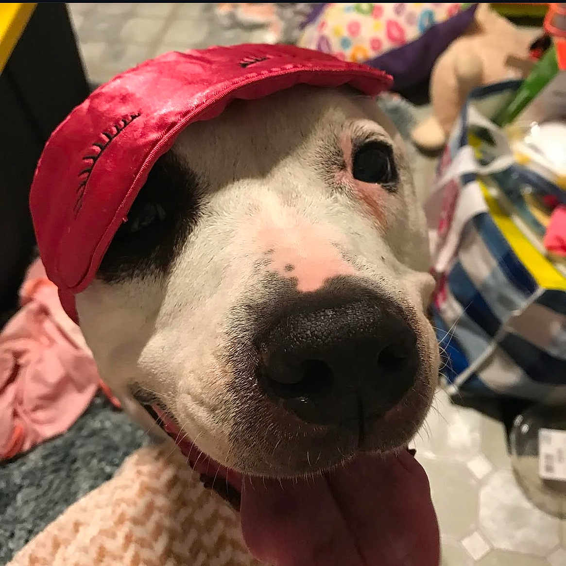 Marley Love joined the competition — help win amazing prizes! animal, black_and_white, blanket, canine, close_up, cozy, cute, dog, face, floor, fur, happy, household, indoor, nose, pet, playful, red, sleep_mask, tongue_out