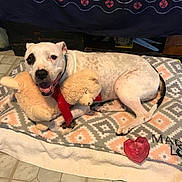 Marley Love is registered to the contest to win money with this photo: dog, white_dog, black_patch, stuffed_animal, blanket, patterned_blanket, heart_shaped_object, floor_tiles, smiling_dog, pet, indoor, cozy, toy, lying_down, happy, playful, animal, fur, collar, home